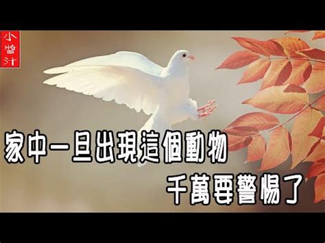 鳥死在家裡|陽台死鳥：風水攻略